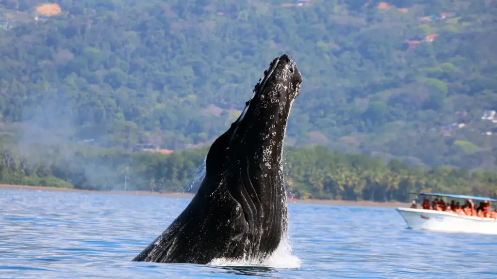 Salida de avistamiento de ballenas frente a Uvita