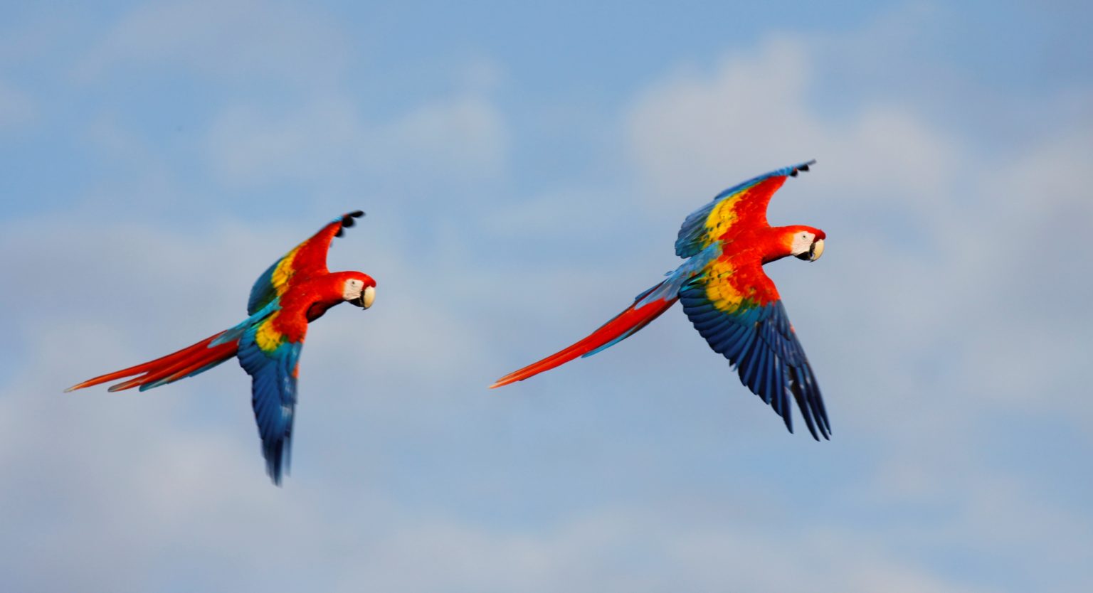 Lapas rojas volando en Costa Rica, viajes a medida en Costa Rica