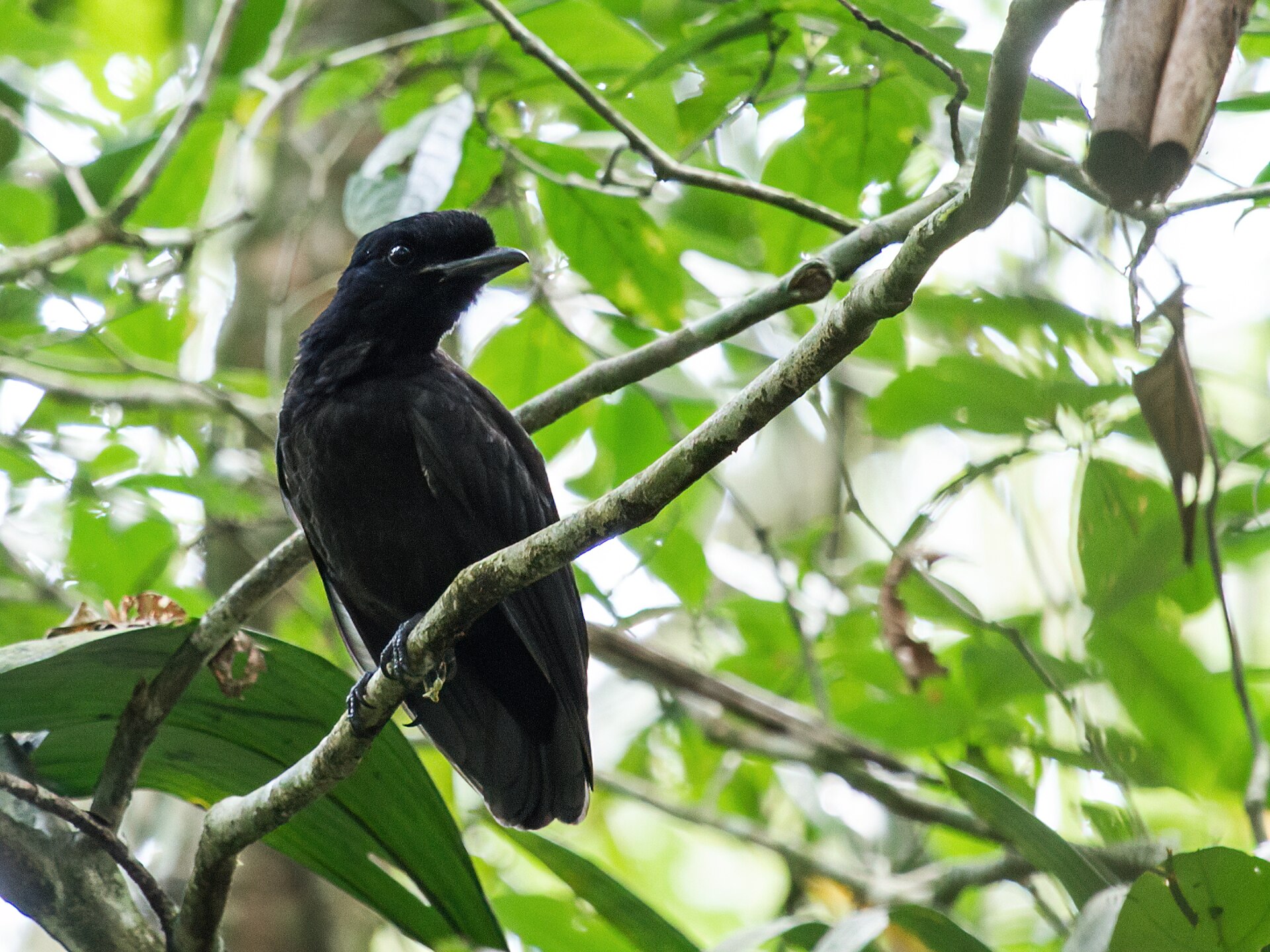 Bare-necked Umbrellabird in Costa Rica