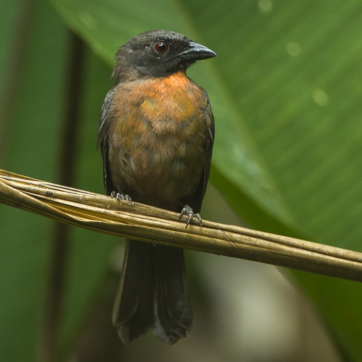 Black-cheeked Ant-Tanager in Costa Rica