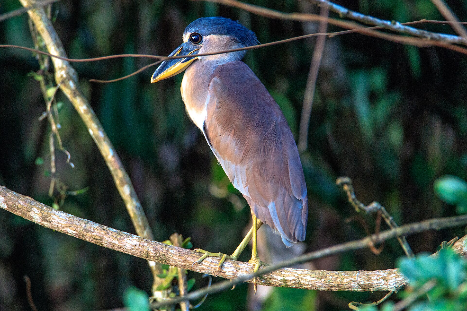 Boat-billed Heron perched over water in Costa Rica