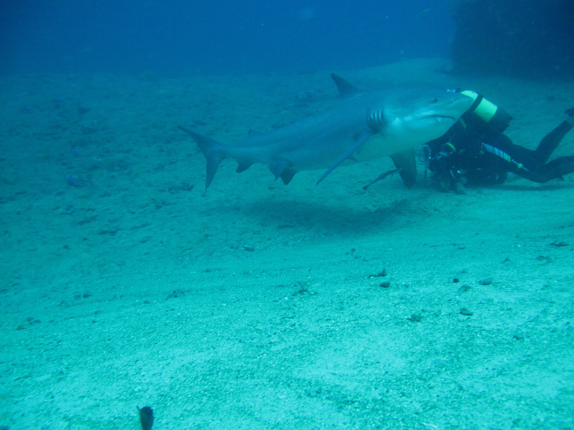 Bull shark passing a scuba diver