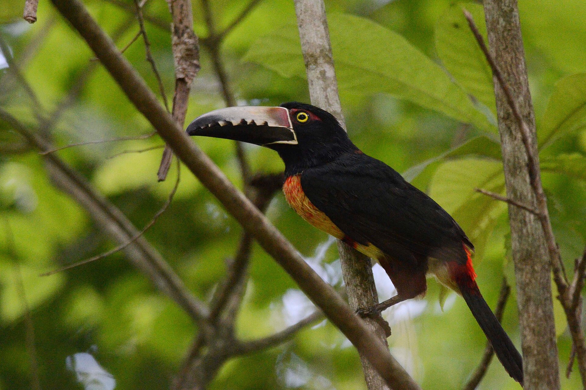 Collared Aracari in the Caribbean lowlands of Costa Rica
