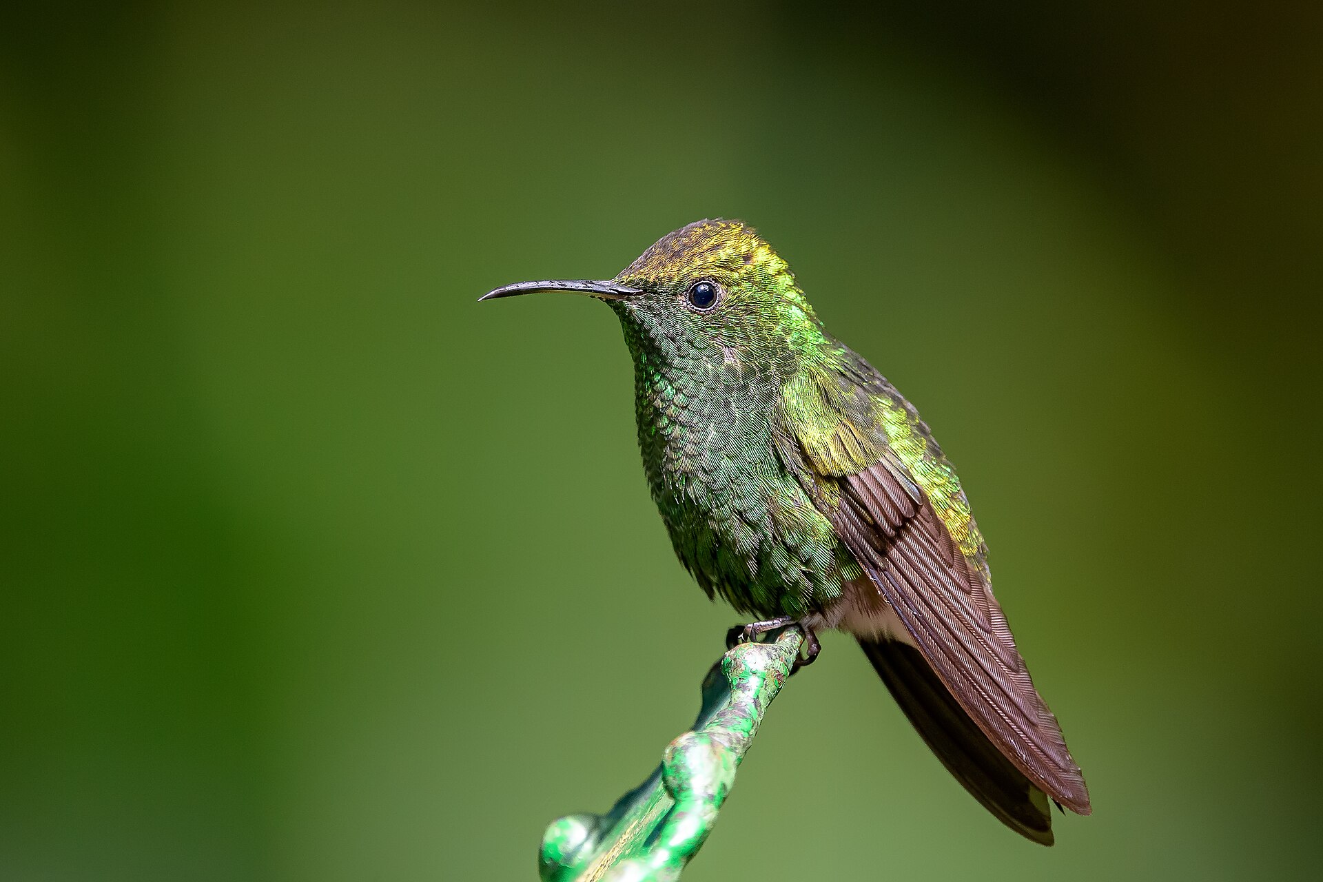Coppery-headed Emerald in Costa Rica