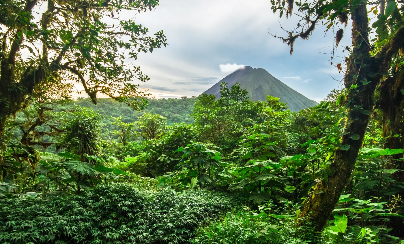 Arenal Volcano viewed through the rainforest canopy