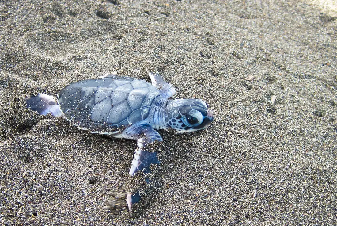 Cría de tortuga verde en una playa de Costa Rica