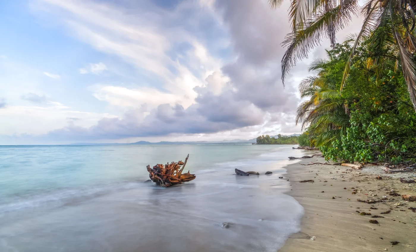 Quiet driftwood-strewn beach with palm trees on the Caribbean coast of Costa Rica