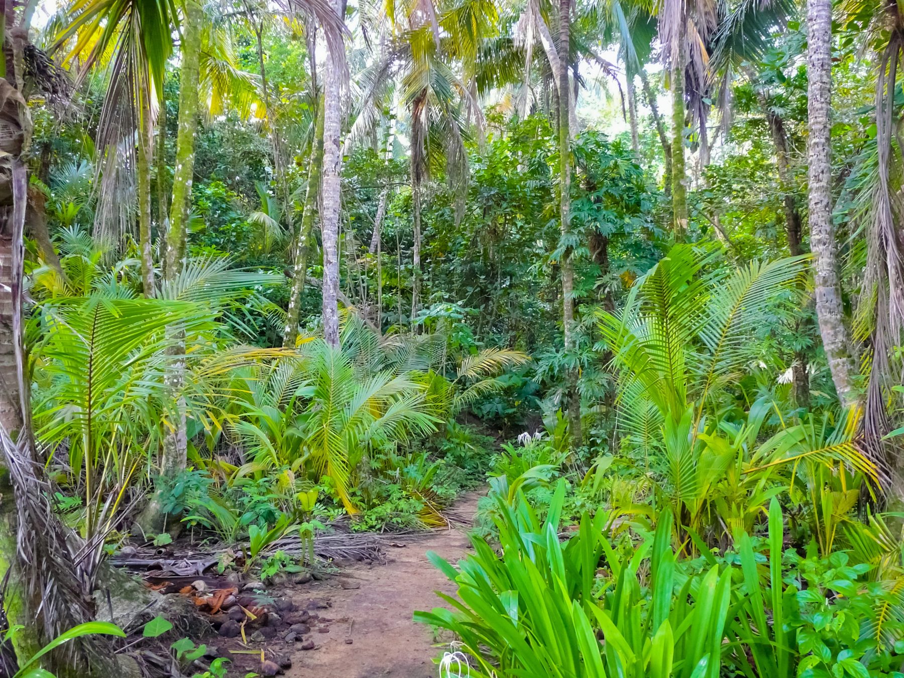 Cahuita National Park, Caribbean coast of Costa Rica