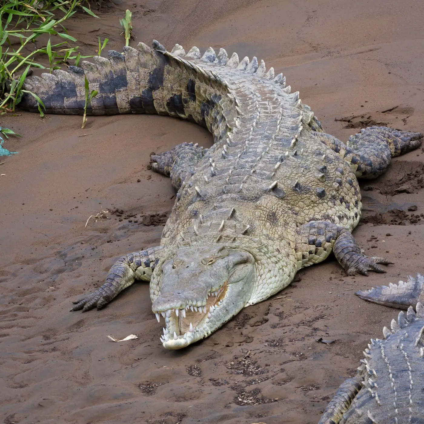Cocodrilo en el río Tárcoles, Costa Rica