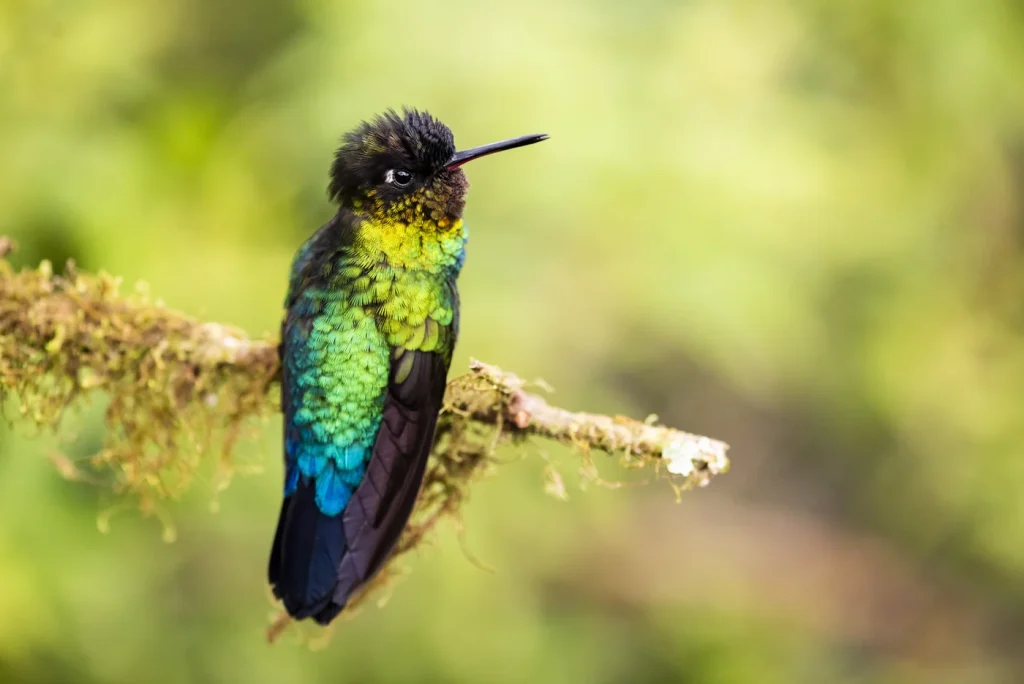 Colibrì gola di fuoco a San Gerardo de Dota