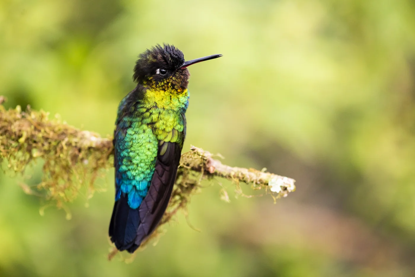 Fiery-throated hummingbird in the San Gerardo de Dota cloud forest