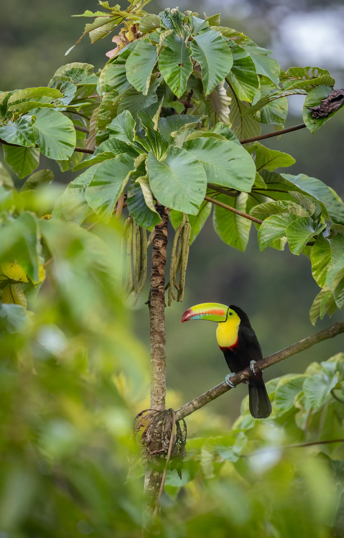 Keel-billed toucan in the Costa Rican rainforest