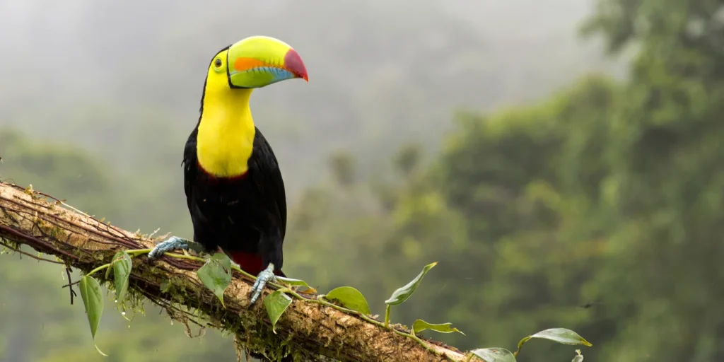 Tucano nella foresta pluviale del Costa Rica