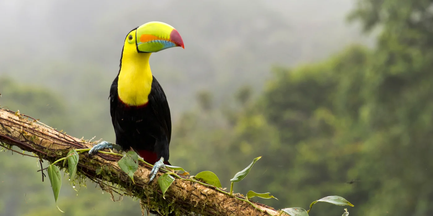 Keel-billed toucan perched in the Costa Rica rainforest
