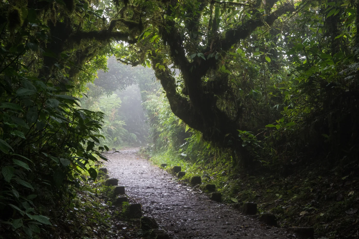 Sendero en el bosque nuboso de Monteverde, Costa Rica