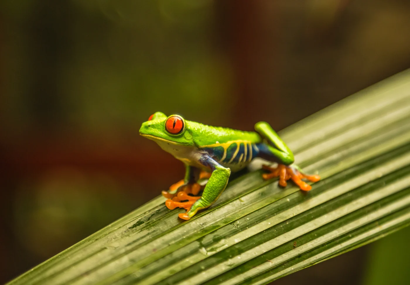 Red-eyed tree frog in Costa Rica
