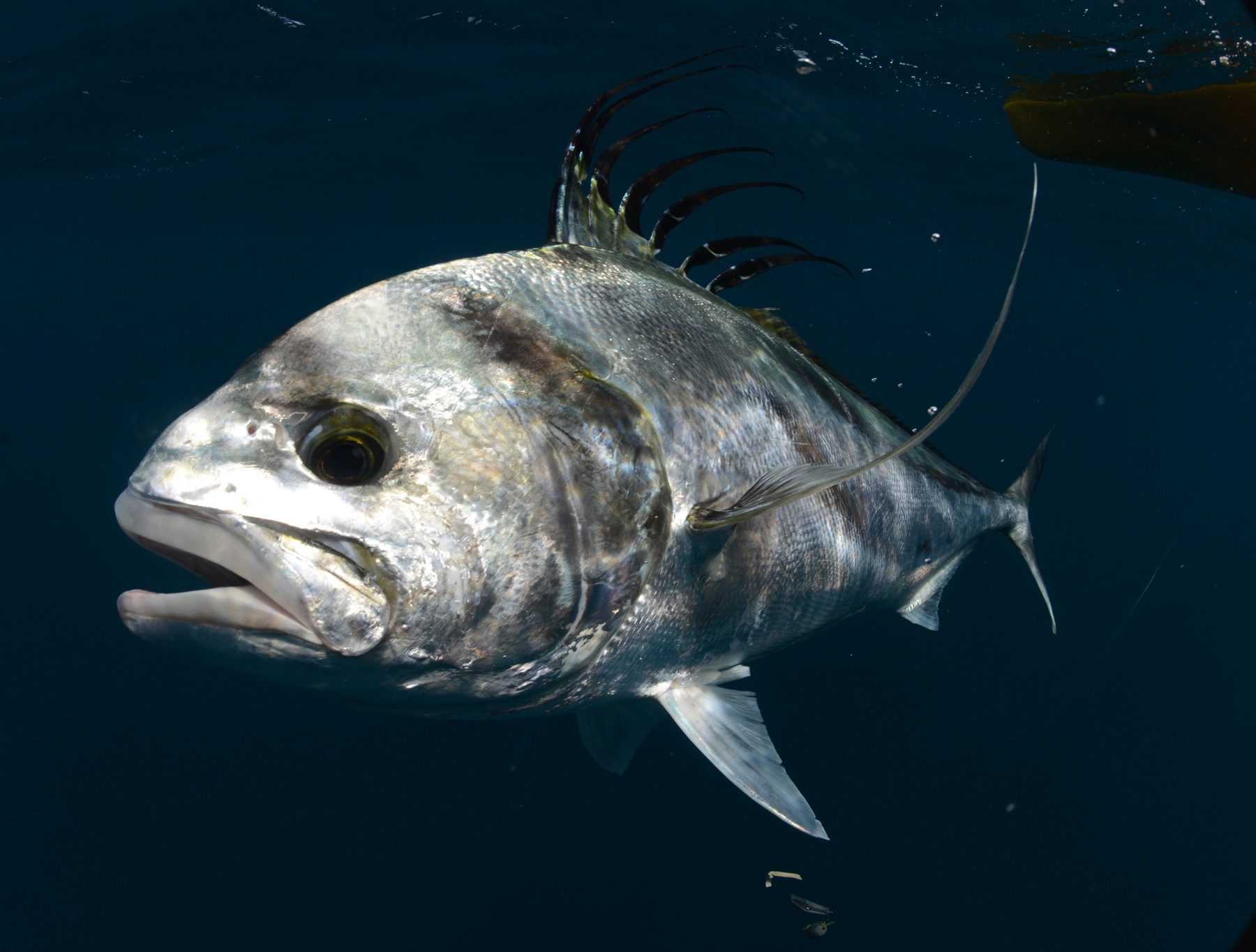 Roosterfish in clear inshore water, a classic Guanacaste target