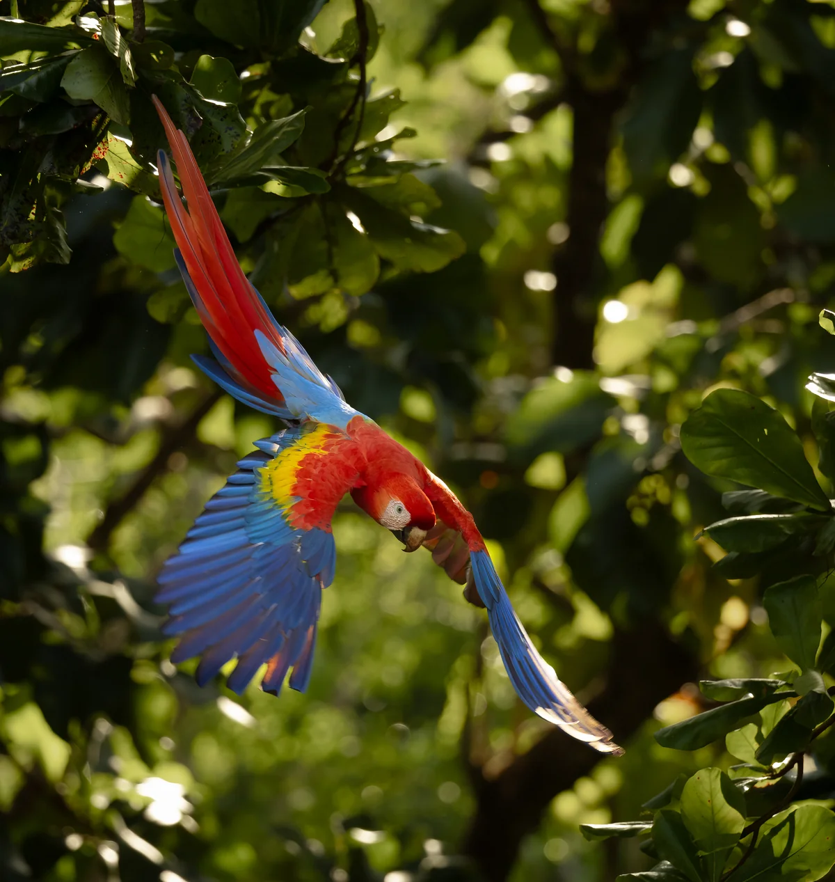 Lapa roja en Costa Rica
