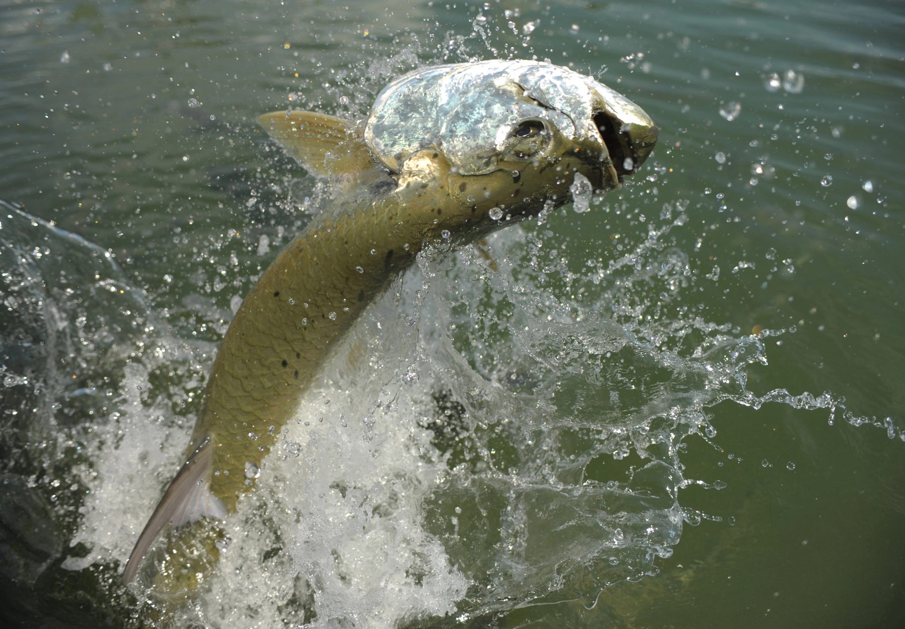 Tarpone che salta fuori dall’acqua durante una battuta di pesca sportiva in Costa Rica