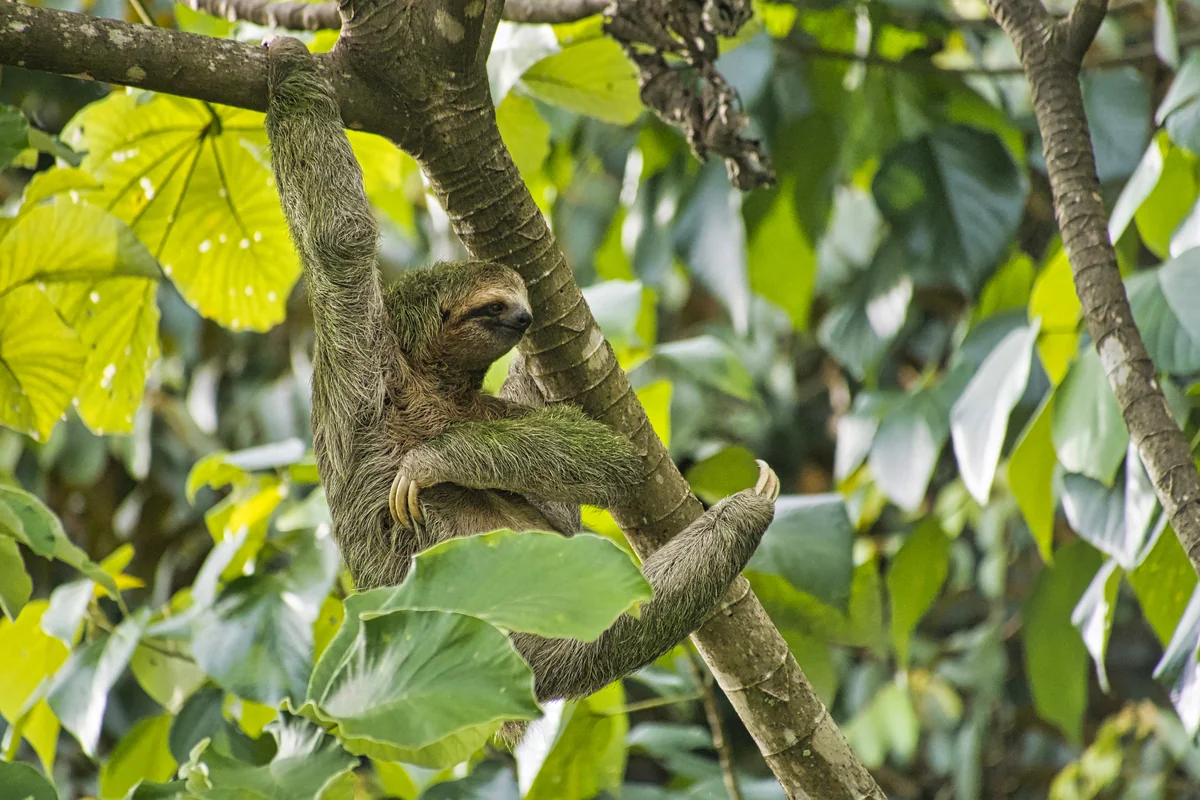 Perezoso de tres dedos en el bosque lluvioso cerca de Marino Ballena, Costa Rica