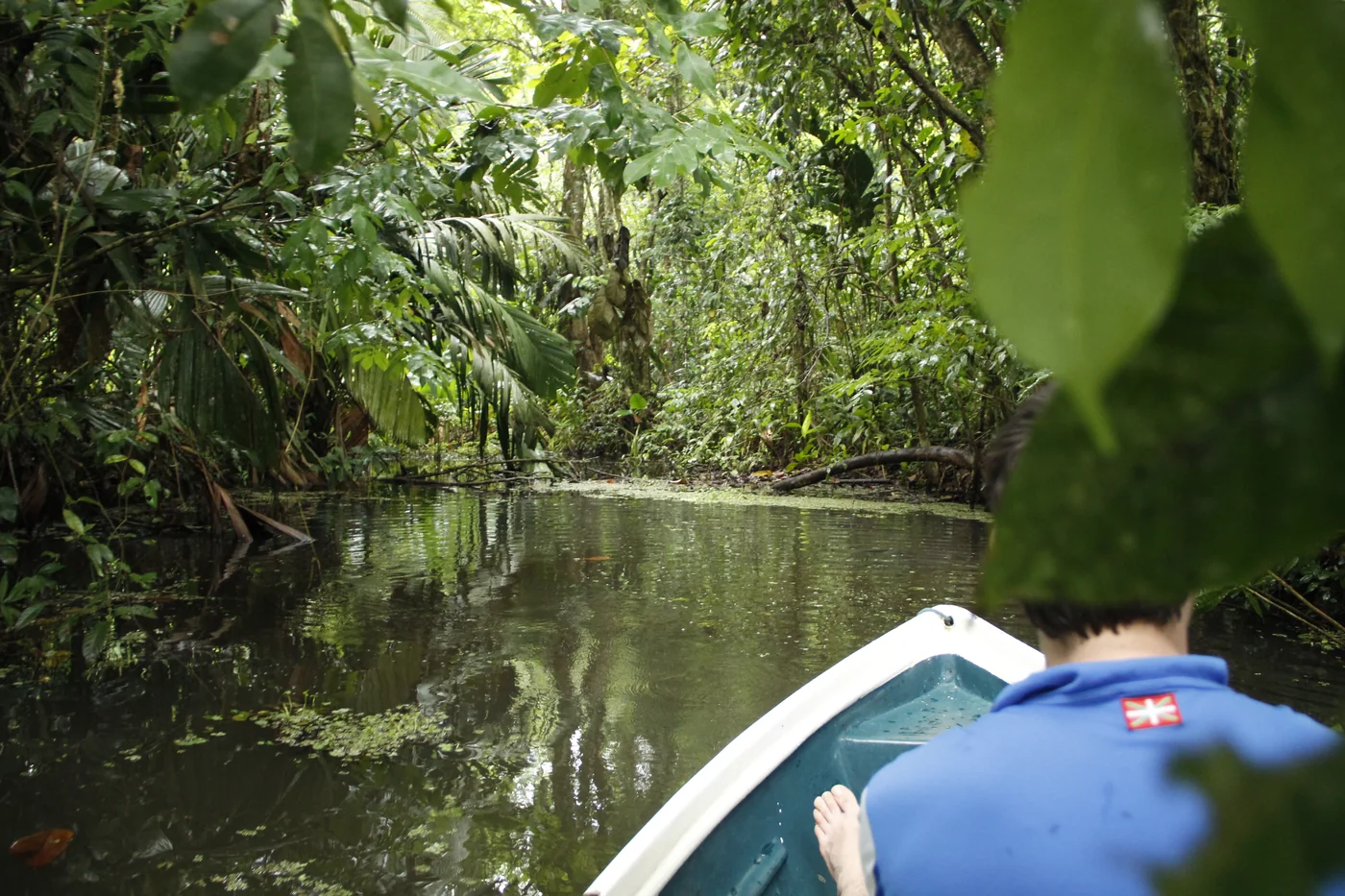 Canoa en un canal de bosque lluvioso en Tortuguero, Costa Rica