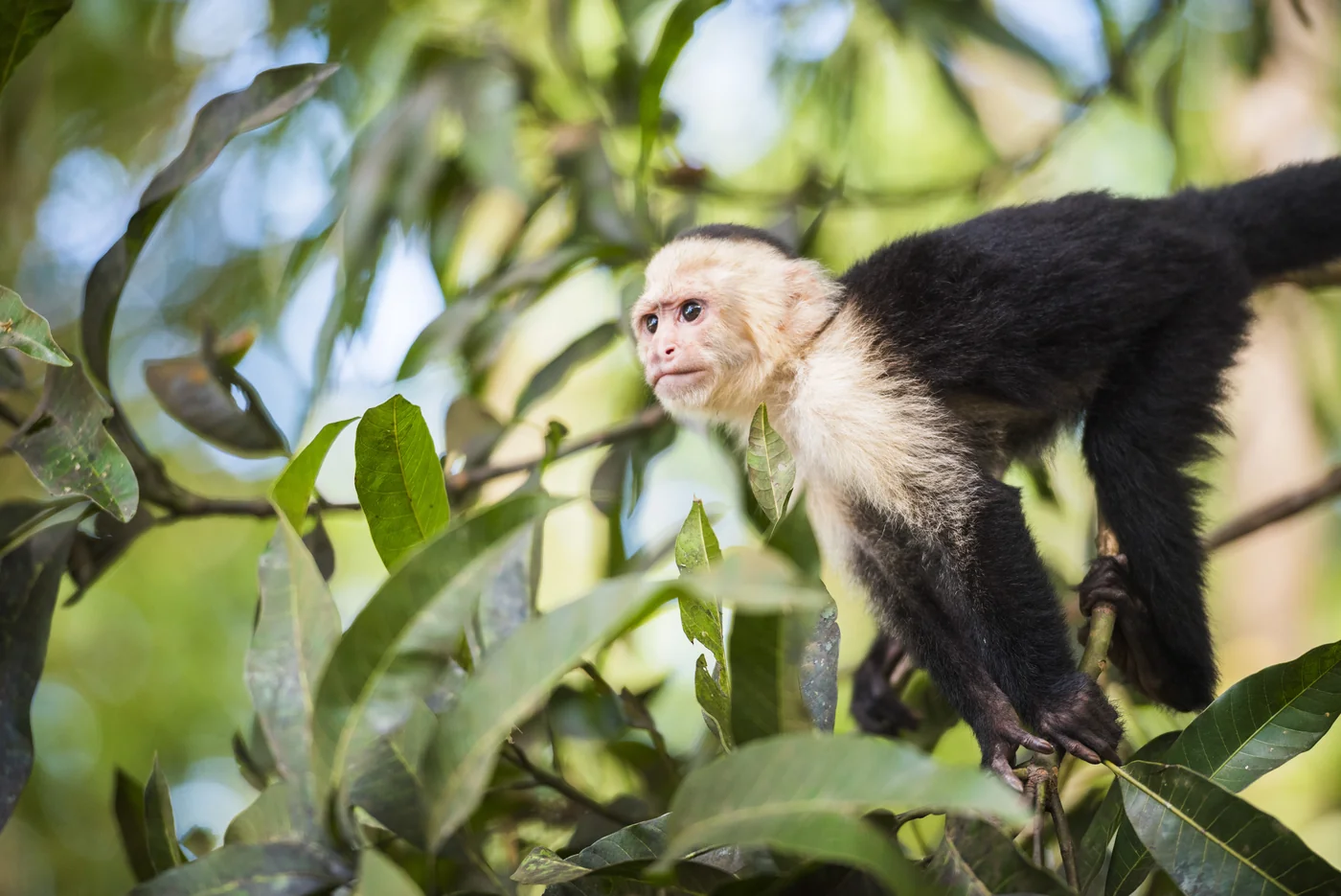 White-faced capuchin monkey in Costa Rica