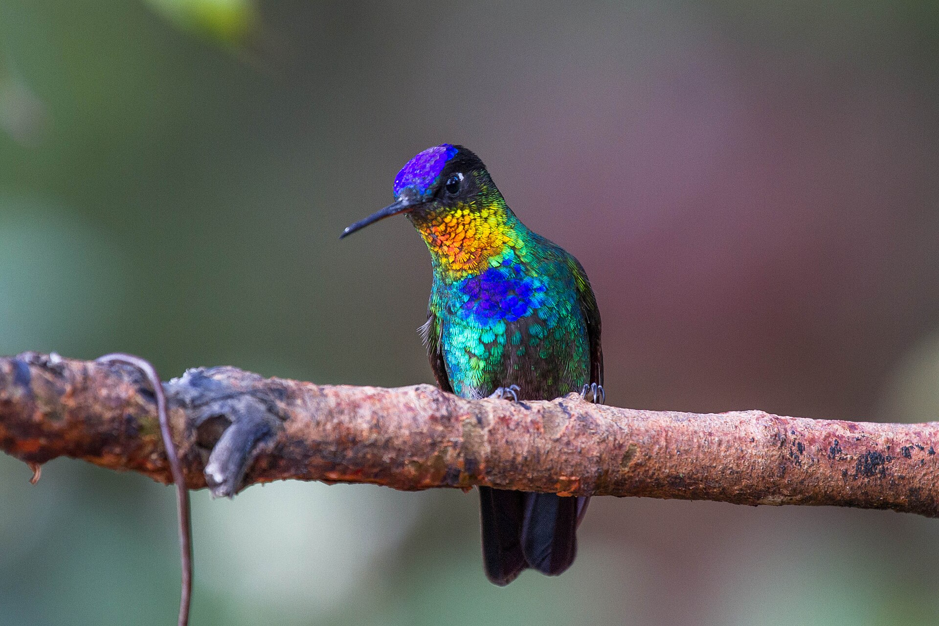 Fiery-throated Hummingbird in Costa Rica