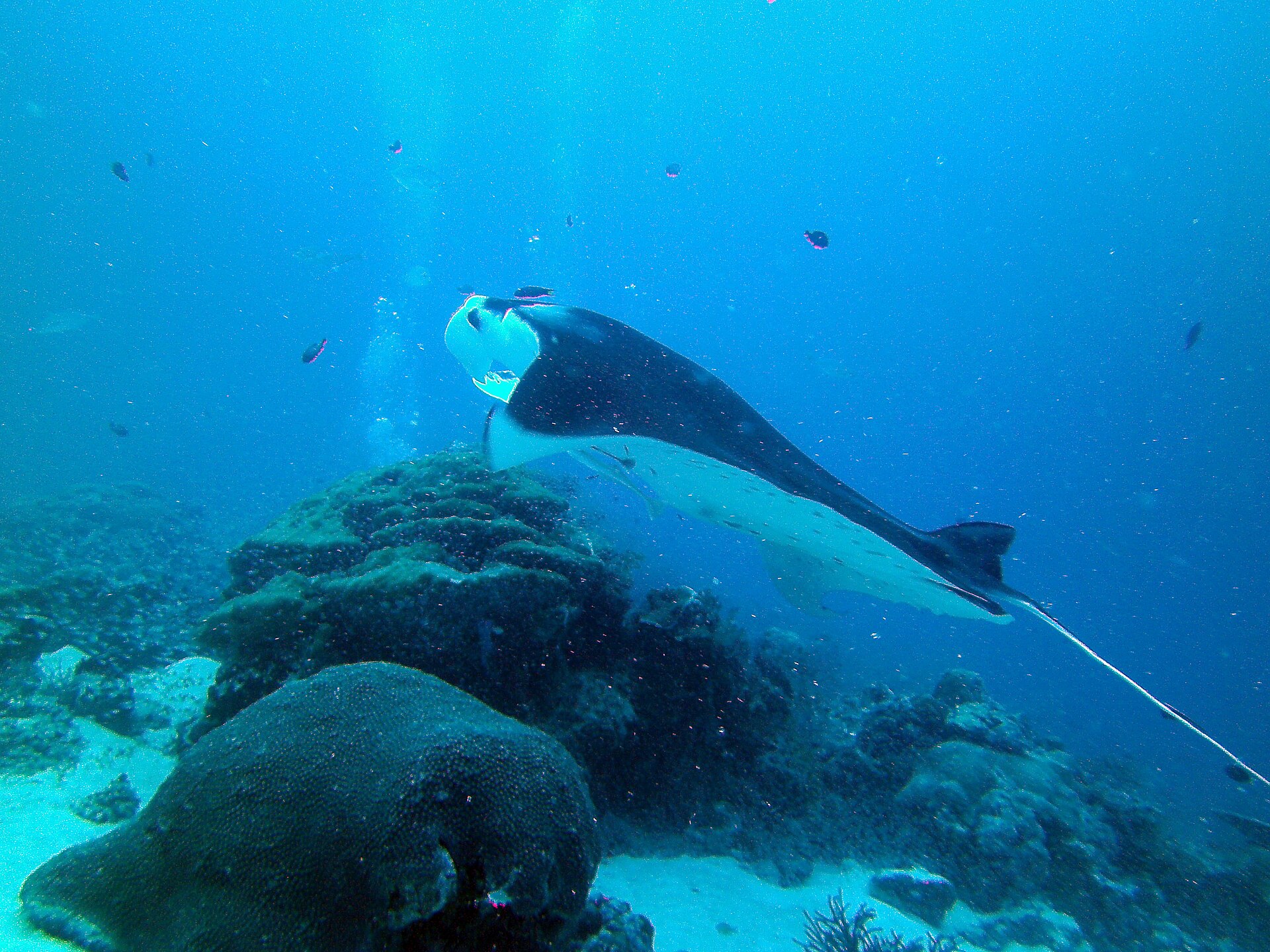 Giant oceanic manta ray over a rocky reef