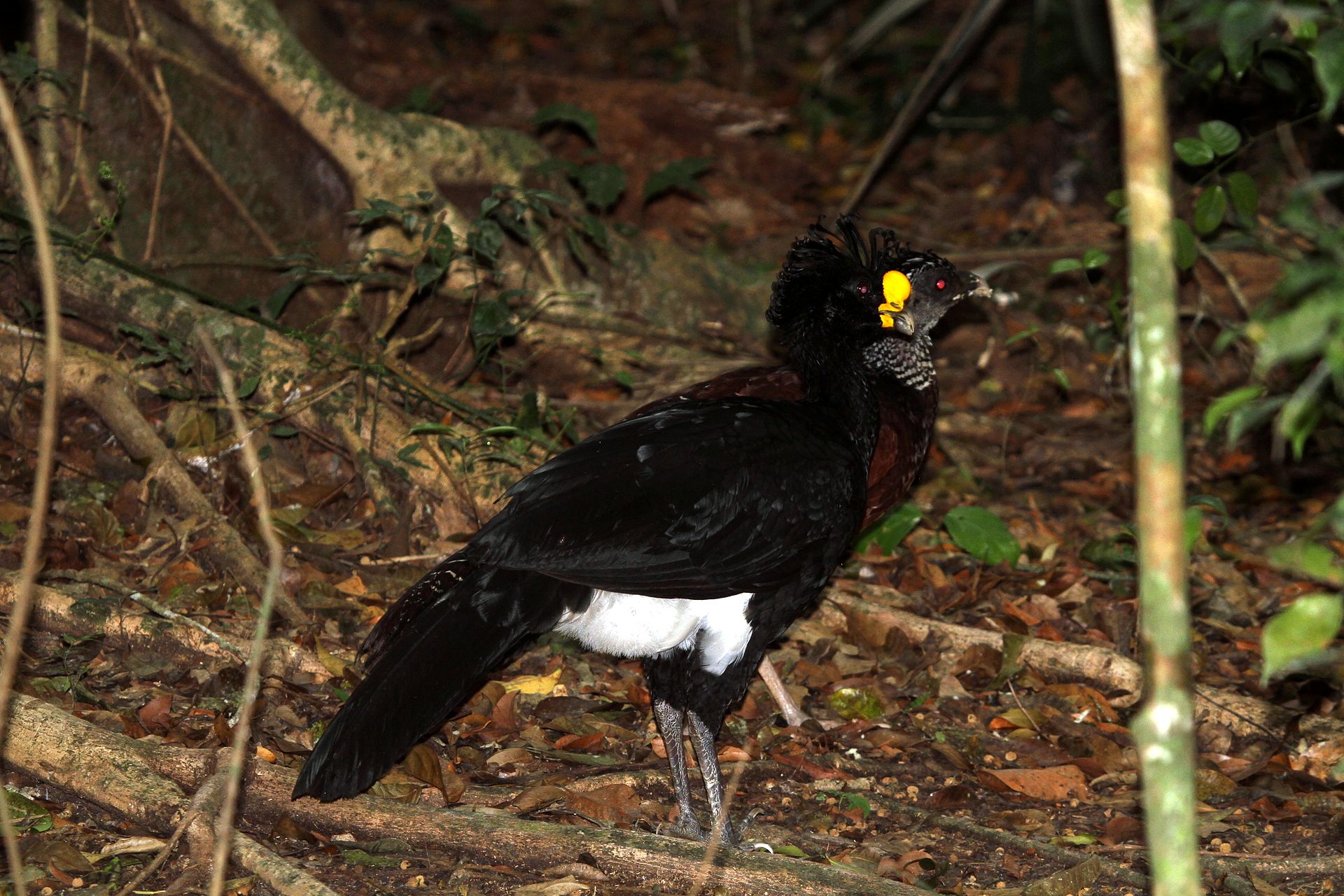 Great Curassow in lowland rainforest, Costa Rica