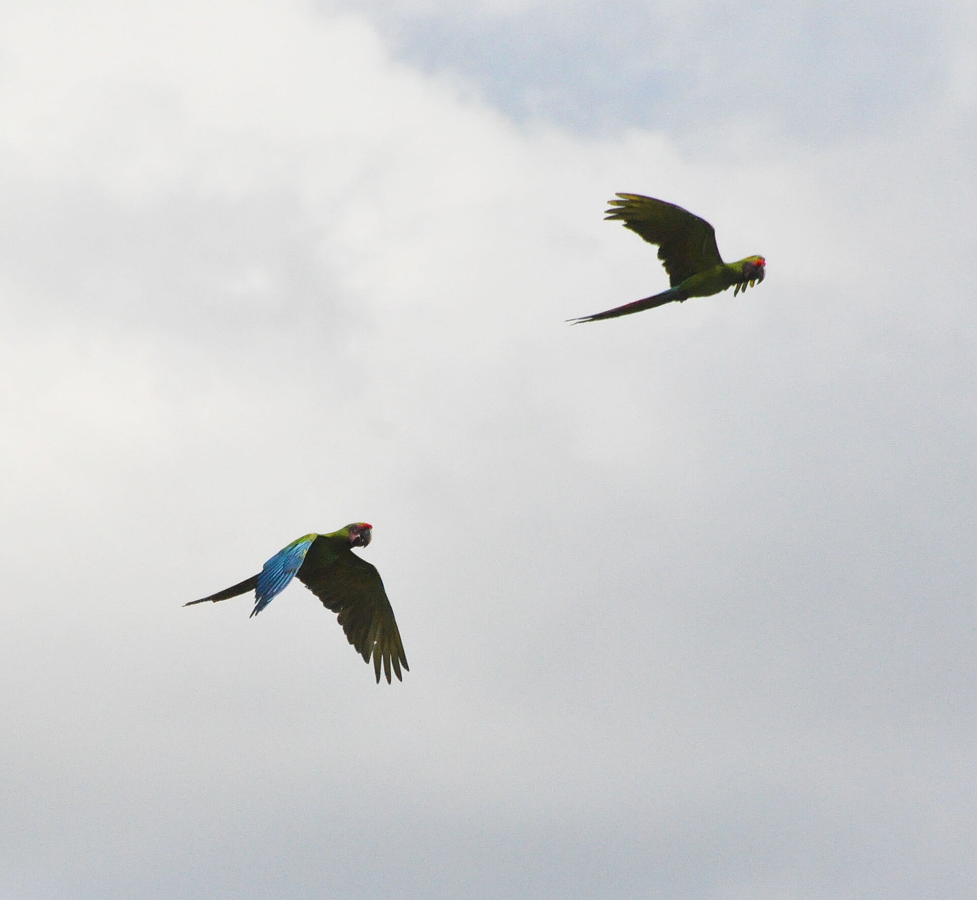 Great Green Macaw in Costa Rica