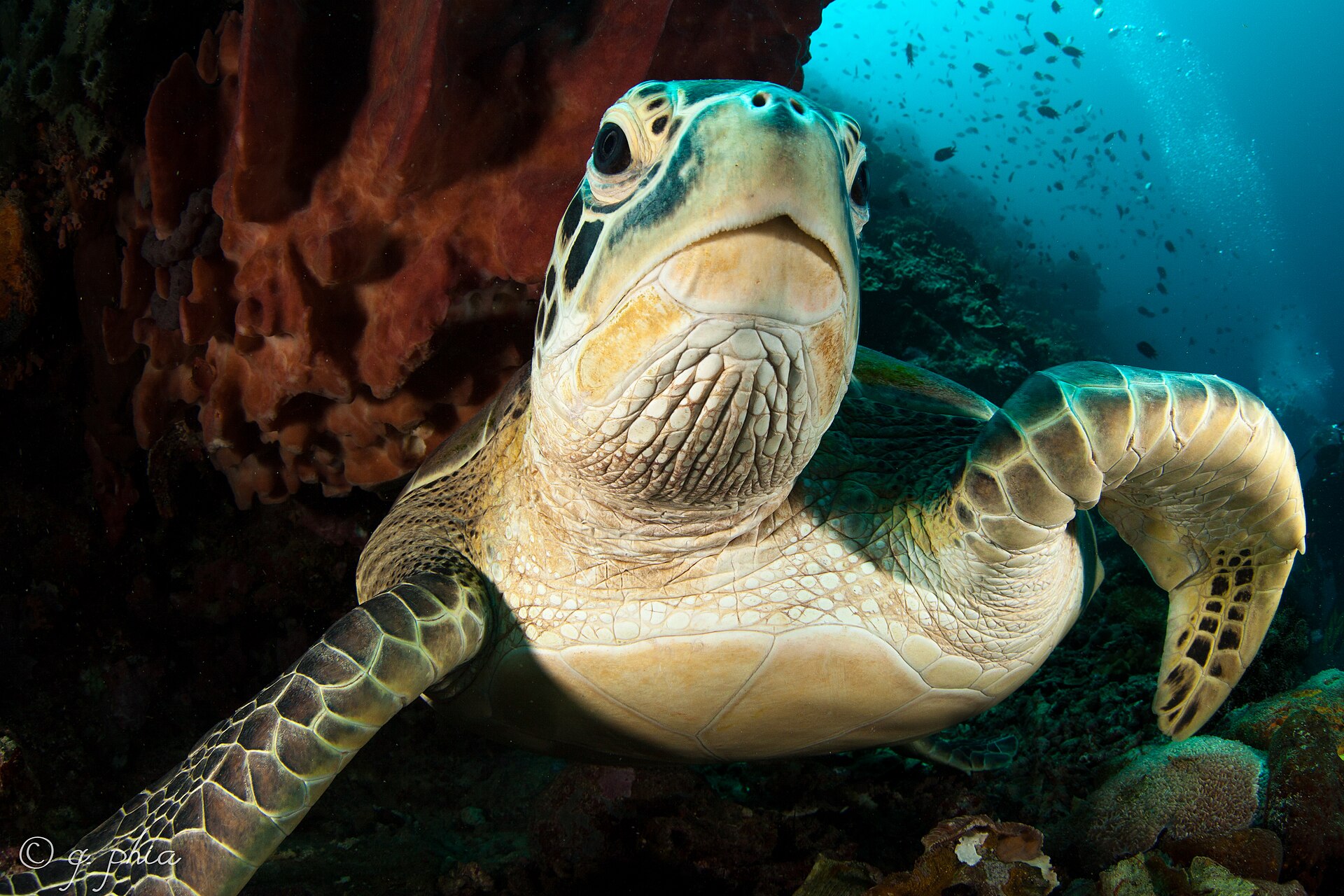 Green sea turtle underwater