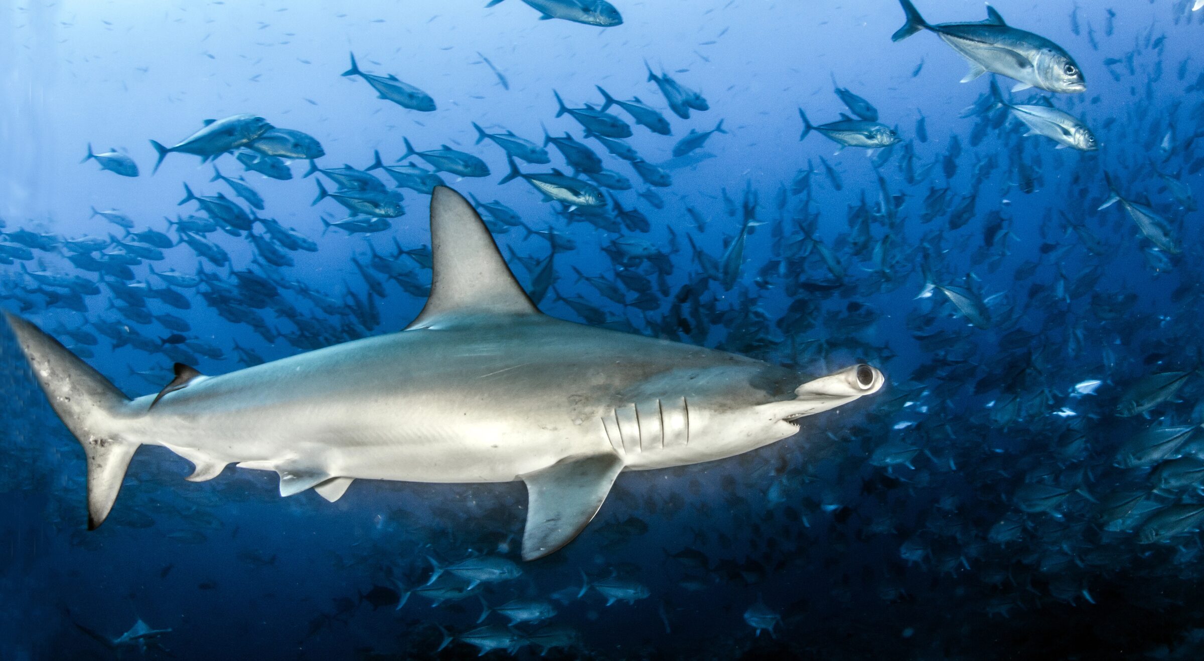 Scalloped hammerhead shark and school of fish at Cocos Island, Costa Rica