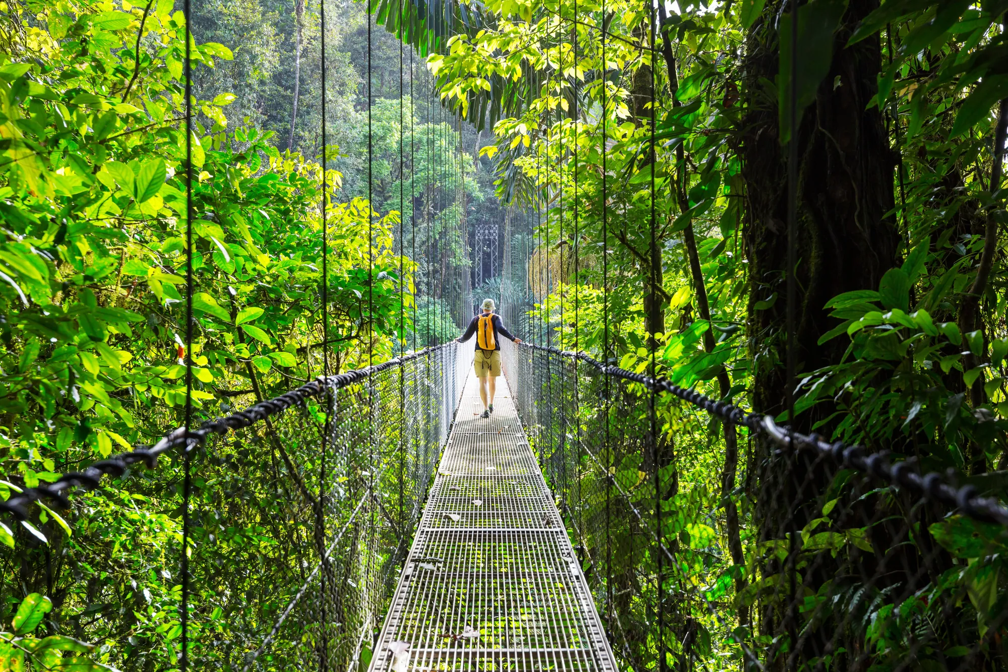 Hanging bridge through the rainforest canopy in Costa Rica