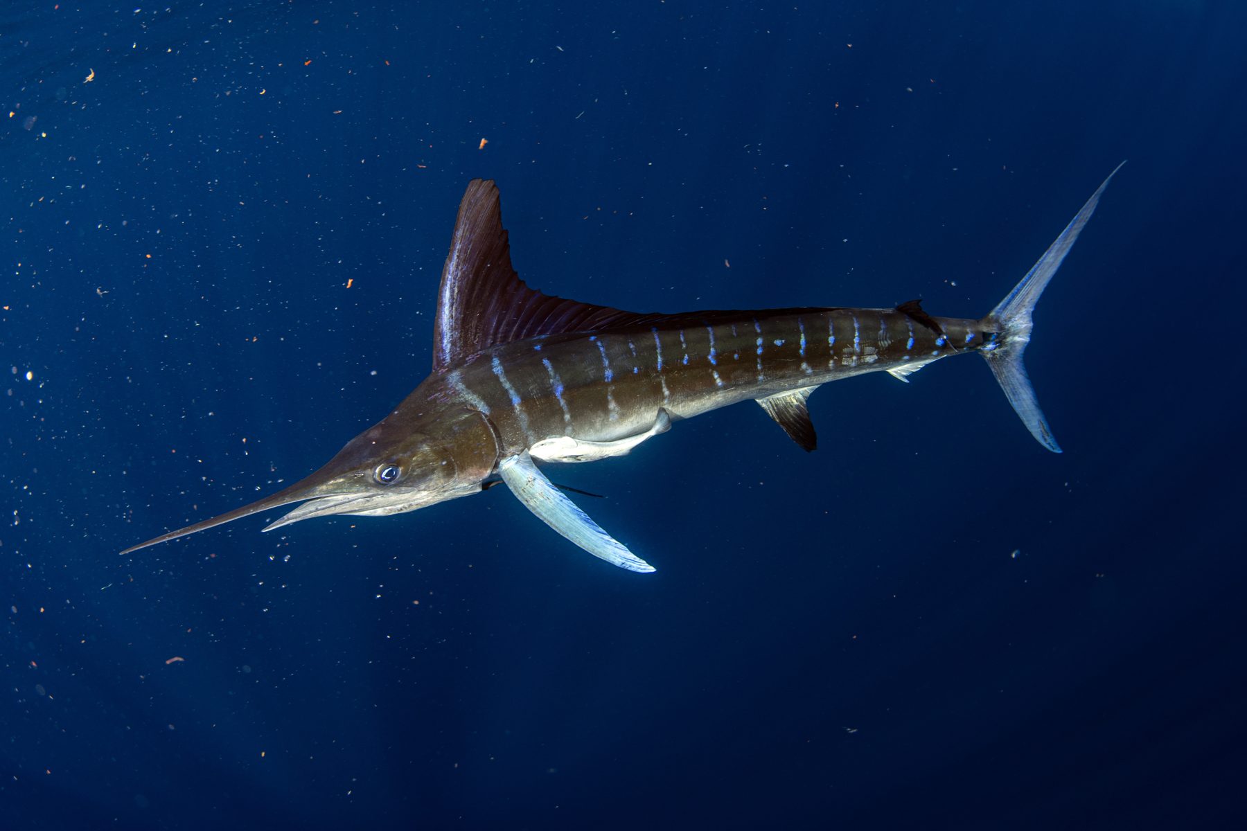 Striped marlin swimming in blue Pacific water