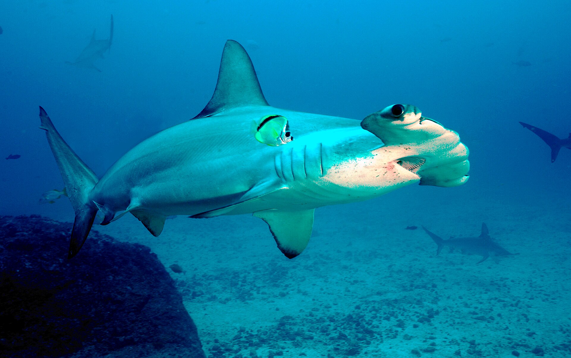 Scalloped hammerhead sharks in open water