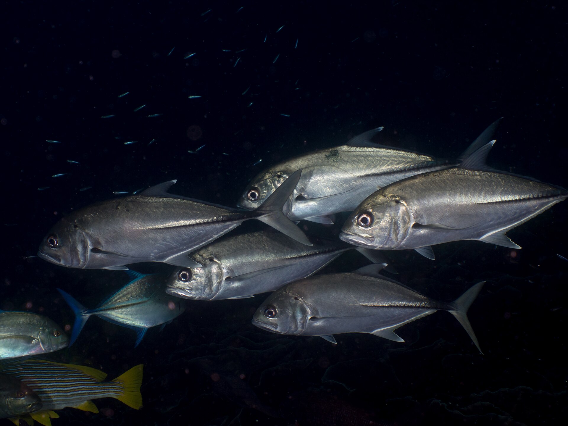 School of bigeye trevally over a reef