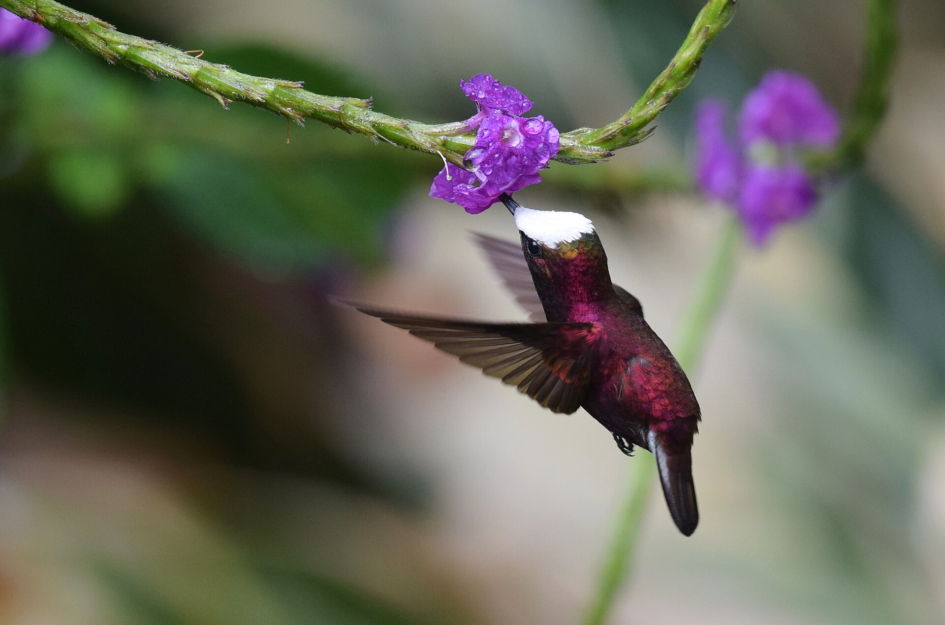 Snowcap in Costa Rica