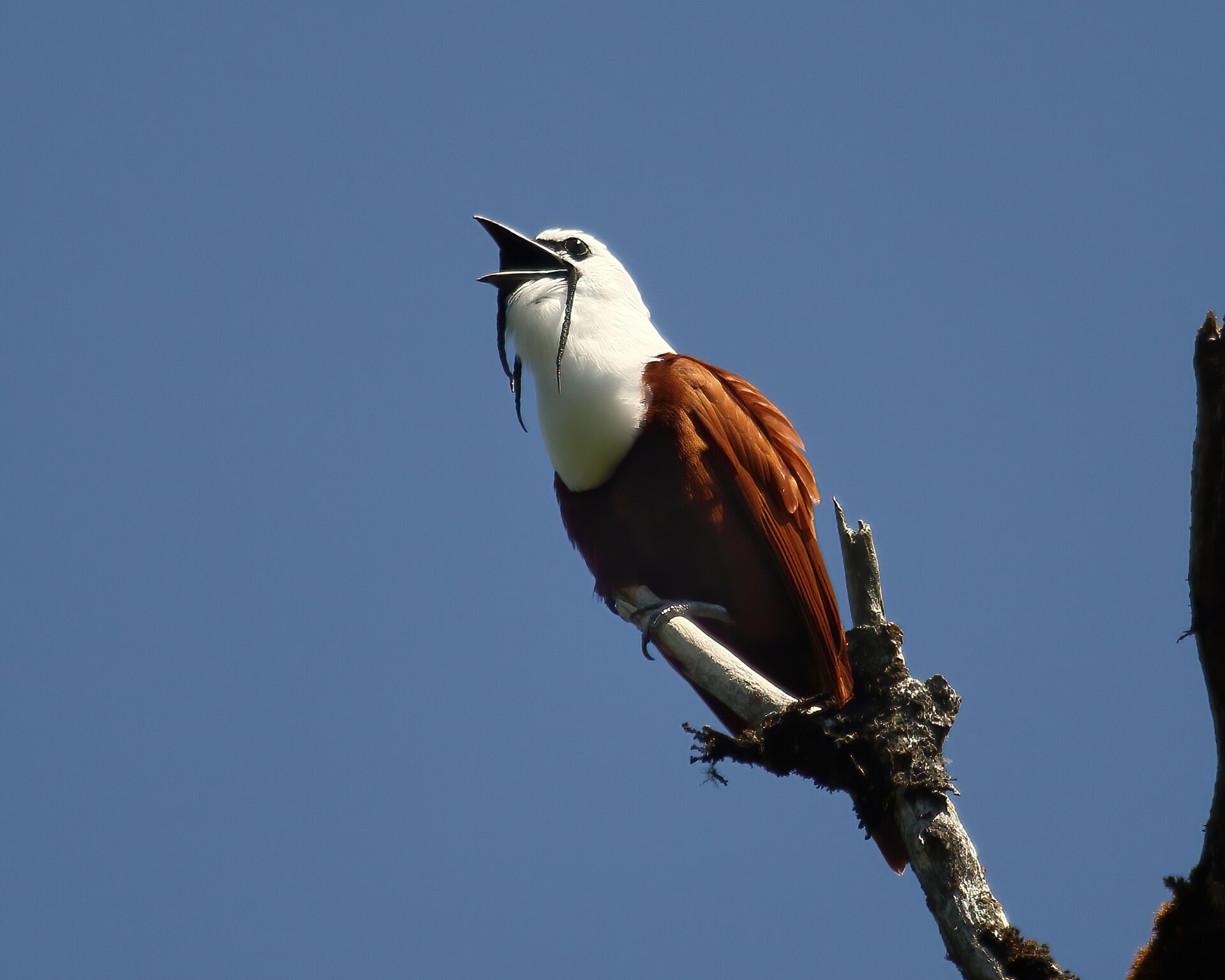 Three-wattled Bellbird in Costa Rica