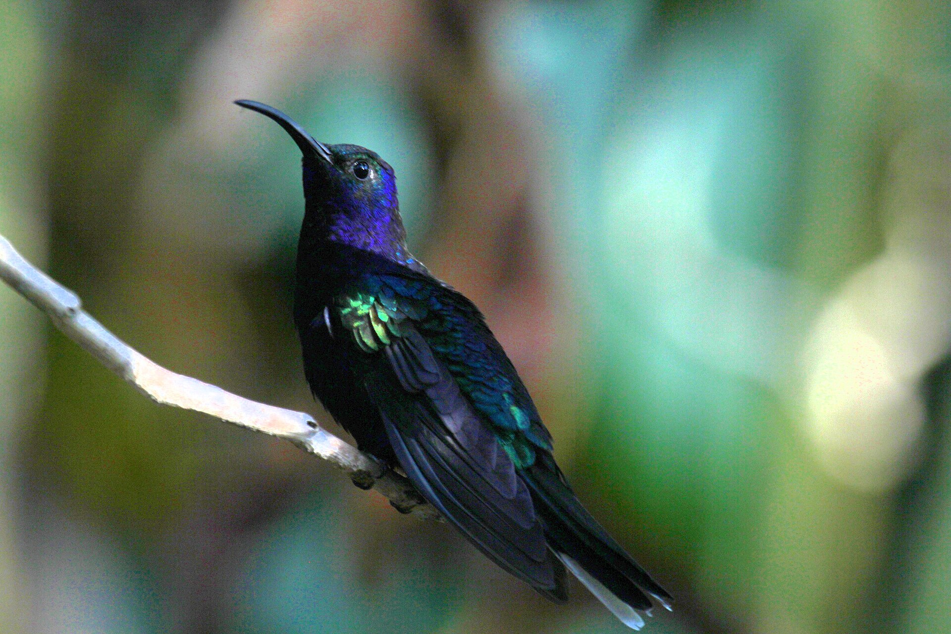 Violet Sabrewing hummingbird in the Caribbean foothills, Costa Rica