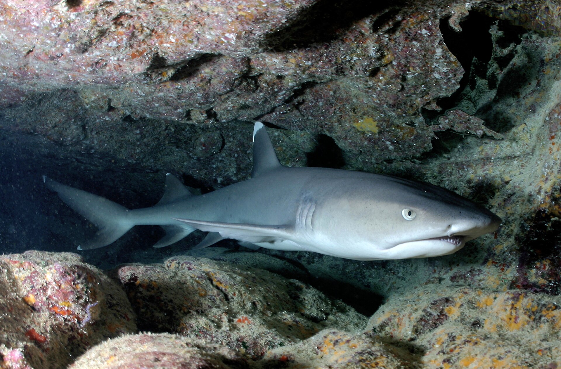 Whitetip reef shark resting on the bottom