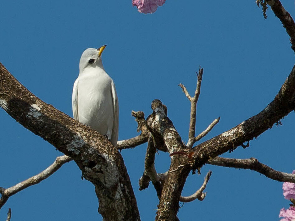 Yellow-billed Cotinga in Costa Rica