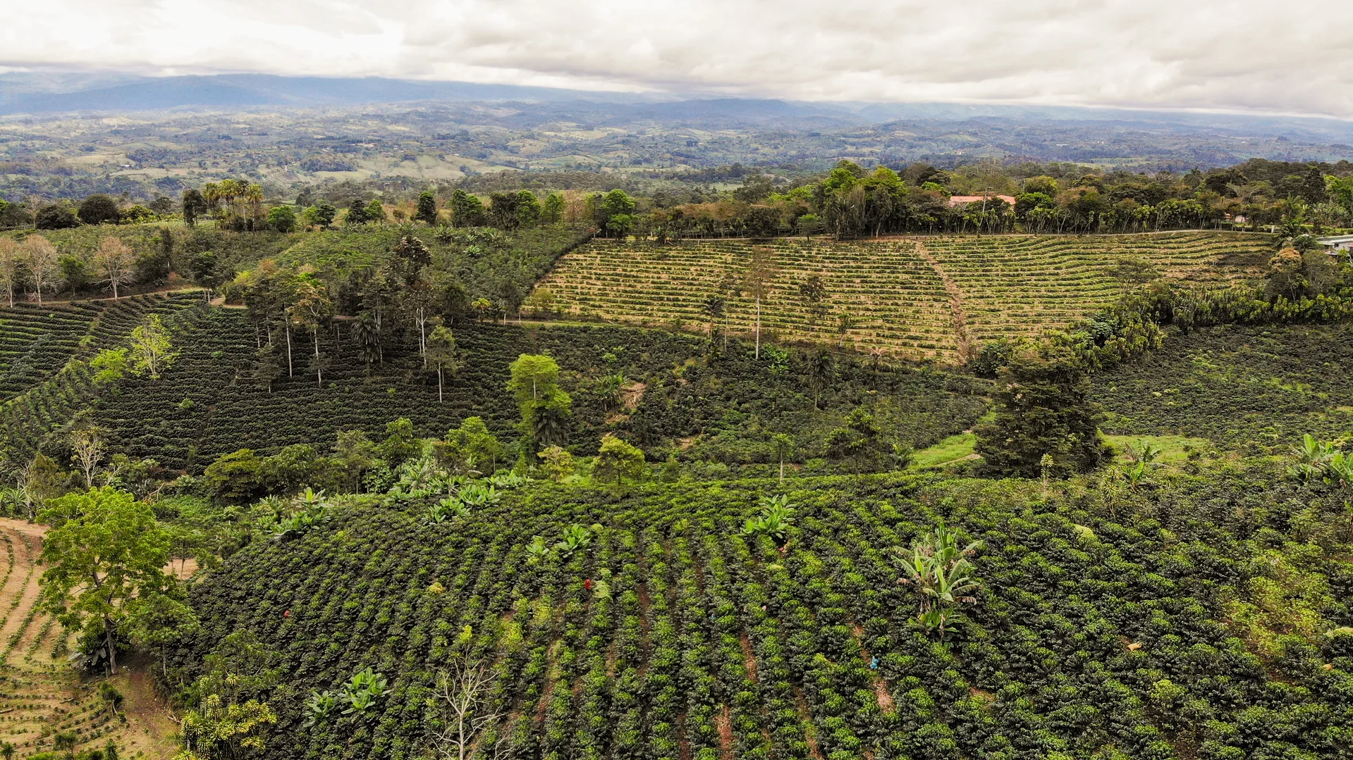 Finca Rosa Blanca Coffee Plantation Resort, San José