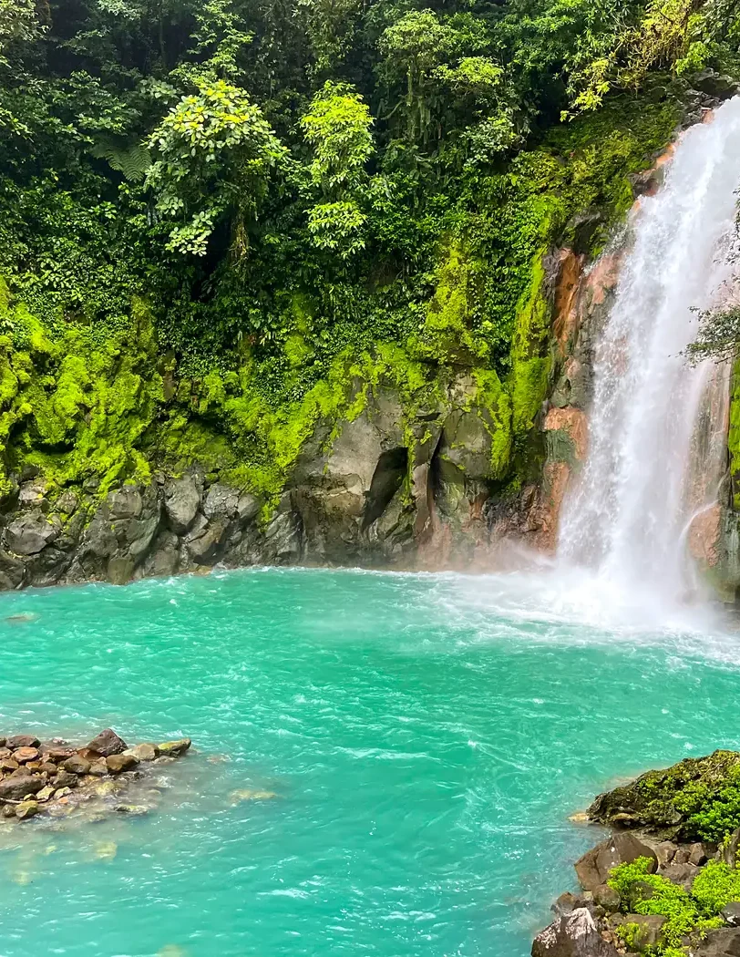 Rainforest