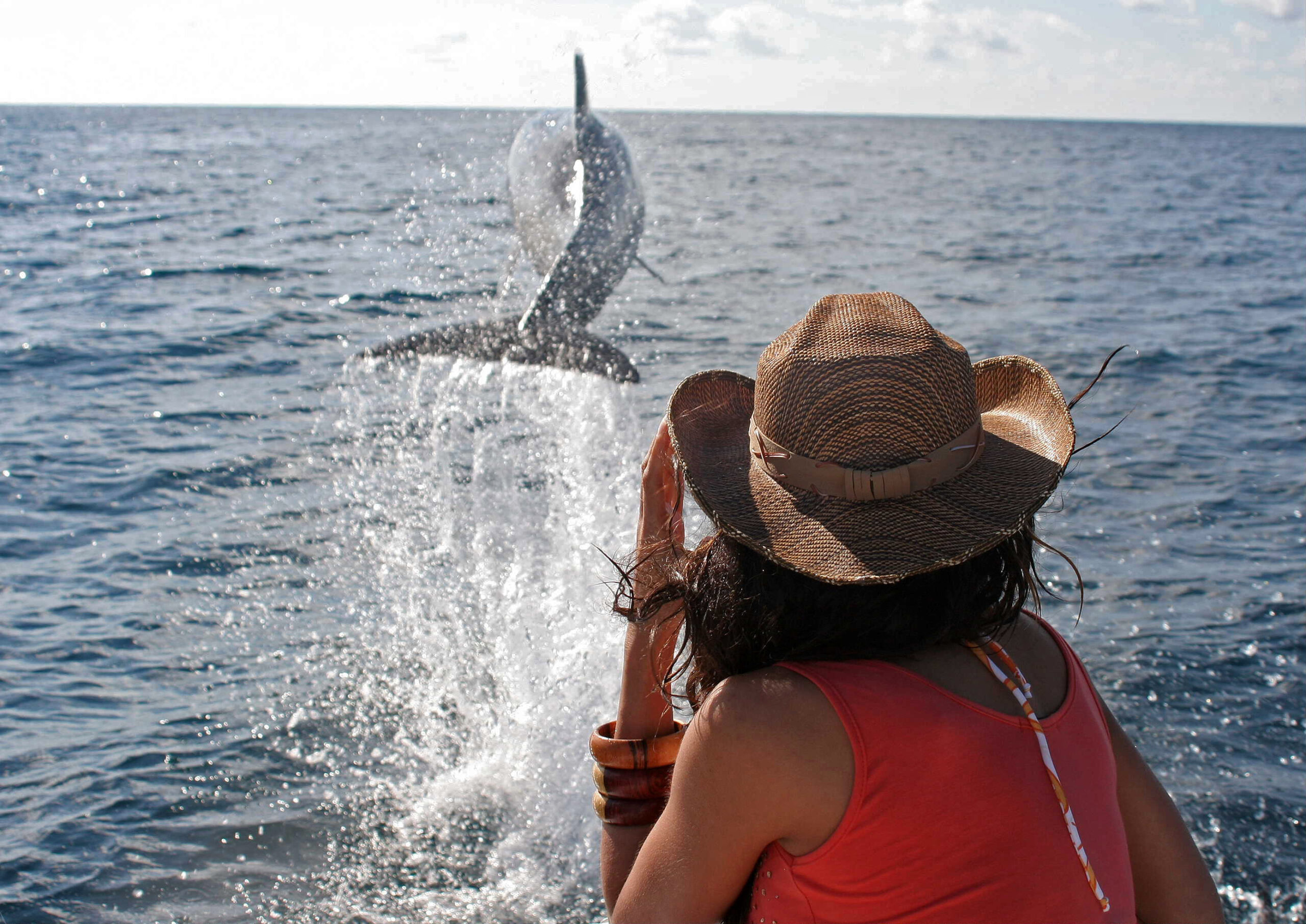 Golfo Dulce dolphin and whale watching