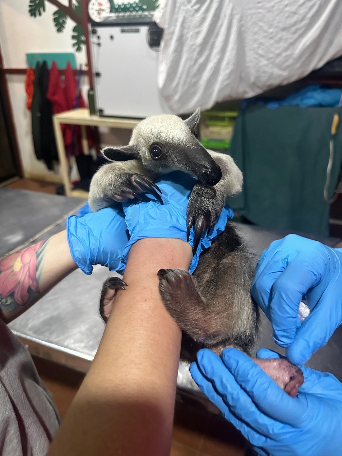 Kids Saving the Rainforest Wildlife Sanctuary
