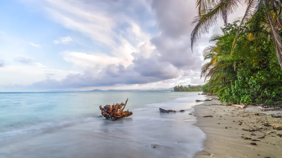 Spiaggia tranquilla in Costa Rica al crepuscolo con legni portati dal mare nell'acqua bassa e palme