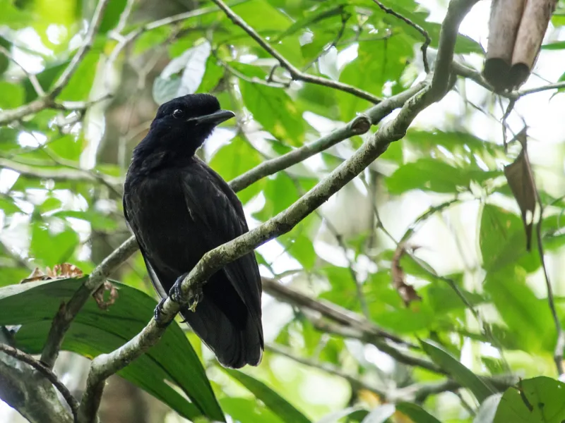 Bare-necked Umbrellabird in Costa Rica