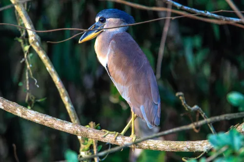 Boat-billed Heron perched over water in Costa Rica