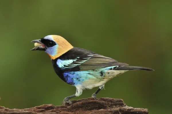 Colourful tanager perched in Costa Rica