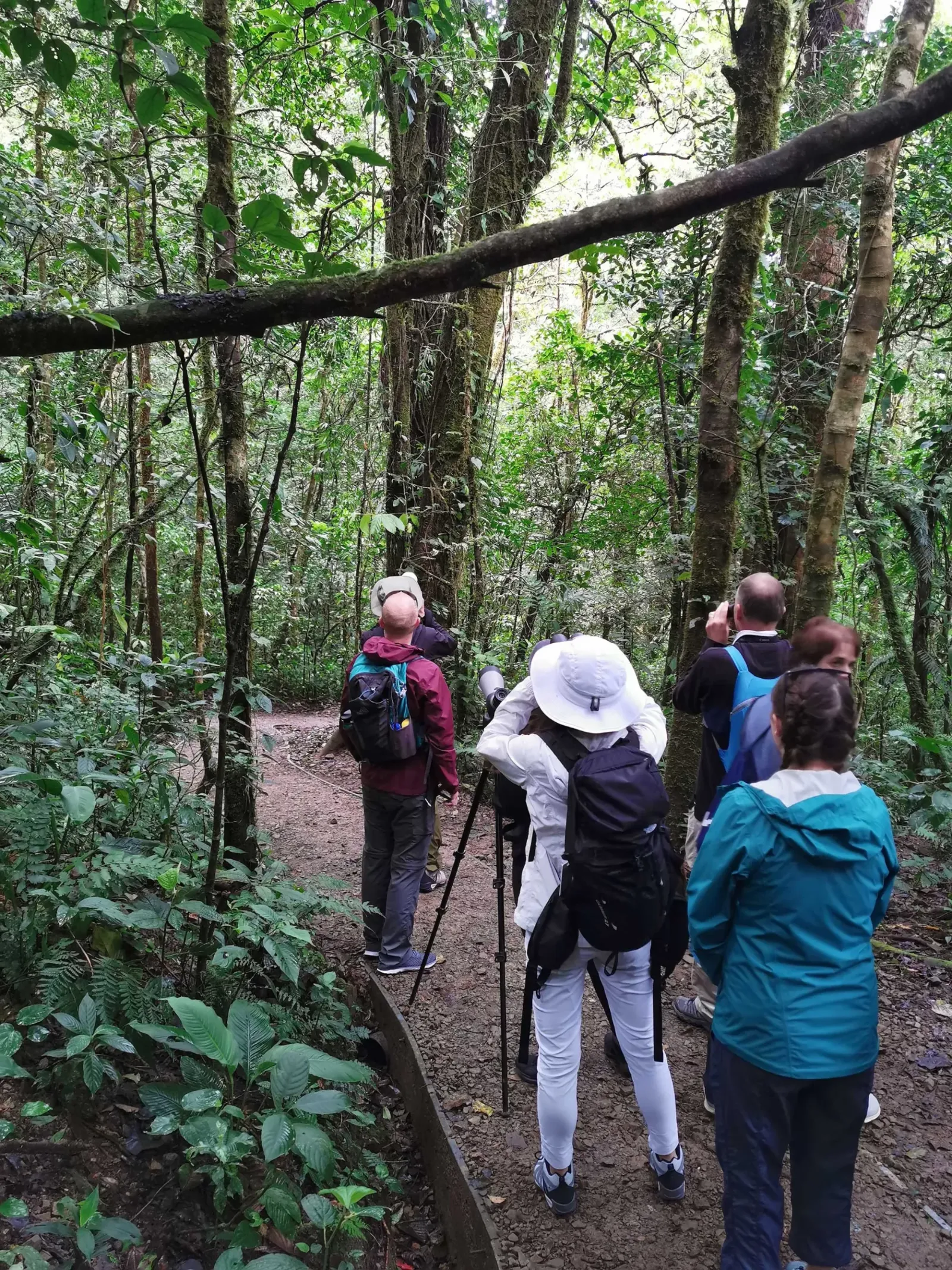 Birdwatchers with a spotting scope on a forest trail in Costa Rica